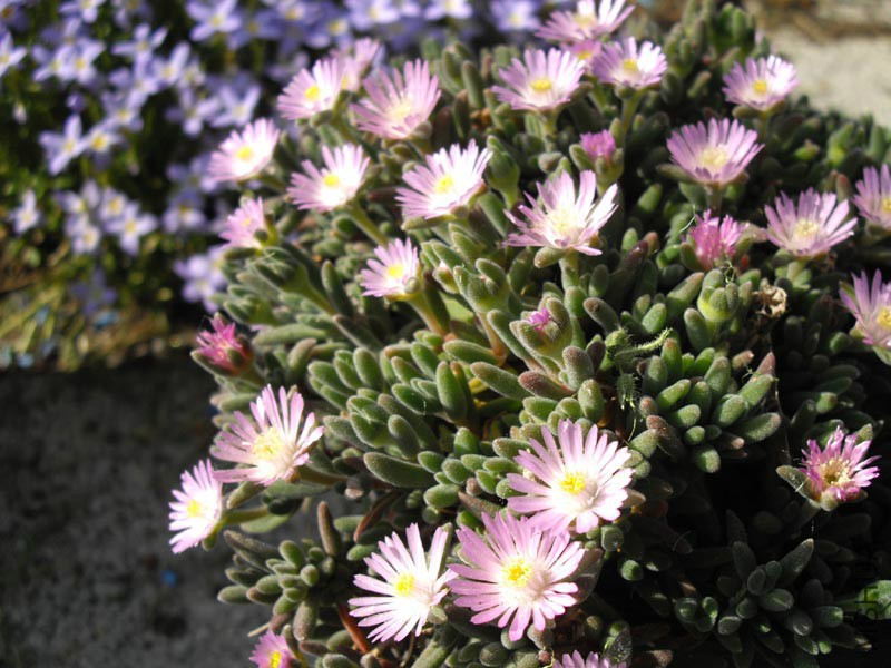 Drosanthemum_hispidum_2-2.jpg
