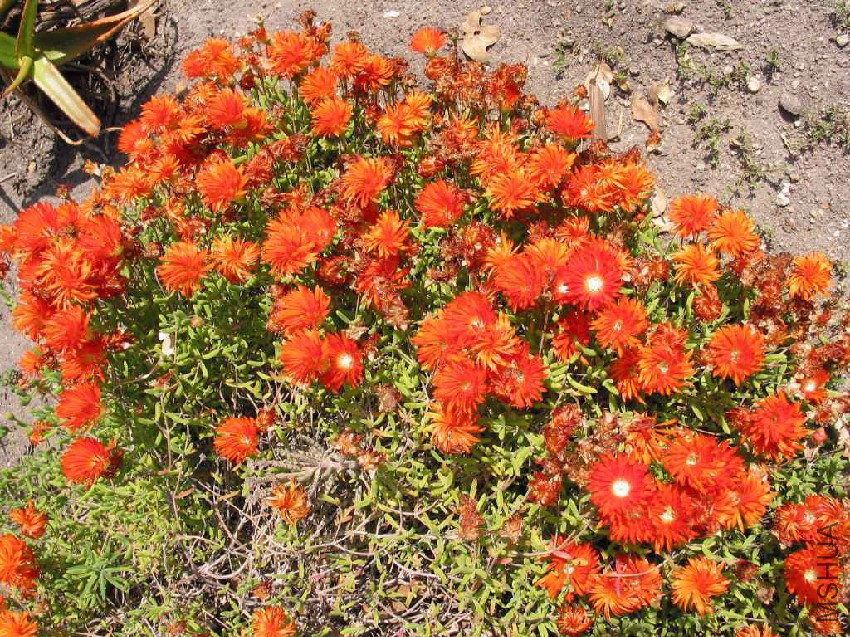 Drosanthemum_speciosum.jpg