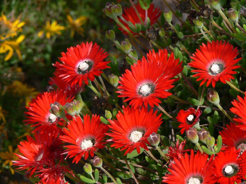 Drosanthemum_speciosumP1050020.jpg