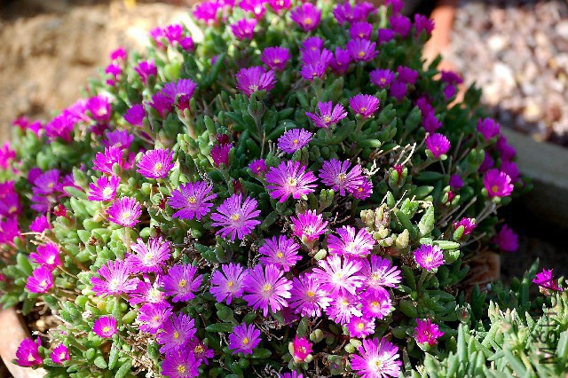 sizedDrosanthemum hispidum7491.jpg