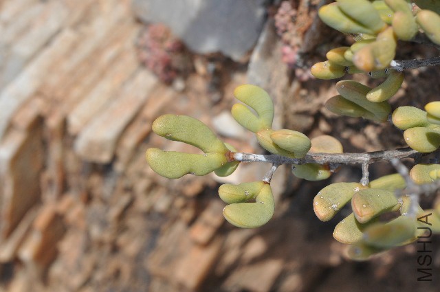 PKM-46_3 1400229772.jpg