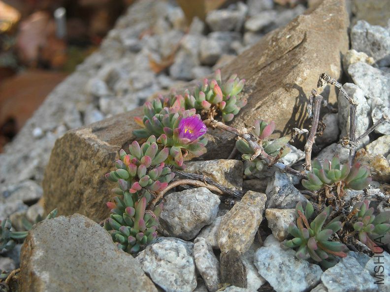 Labeled Esterhuysenia alpina compact form, probably a Lampranthus, Matroosberg 8.jpg