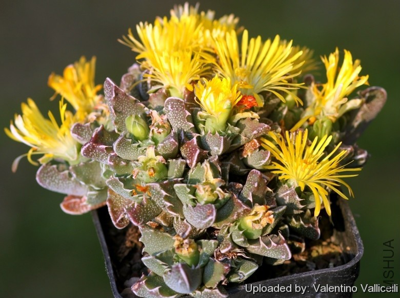 Faucaria_sp__Springbokvlakte_25561_l.jpg