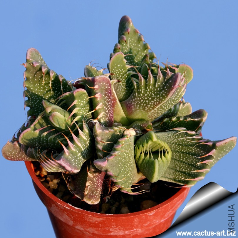 Faucaria_tigrina_02_810.jpg