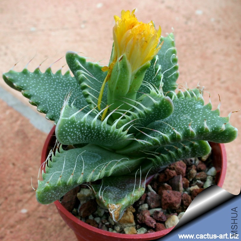 Faucaria_tigrina_03_810.jpg