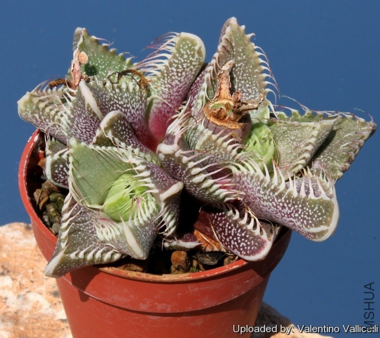 Faucaria_tigrina_5757_l.jpg
