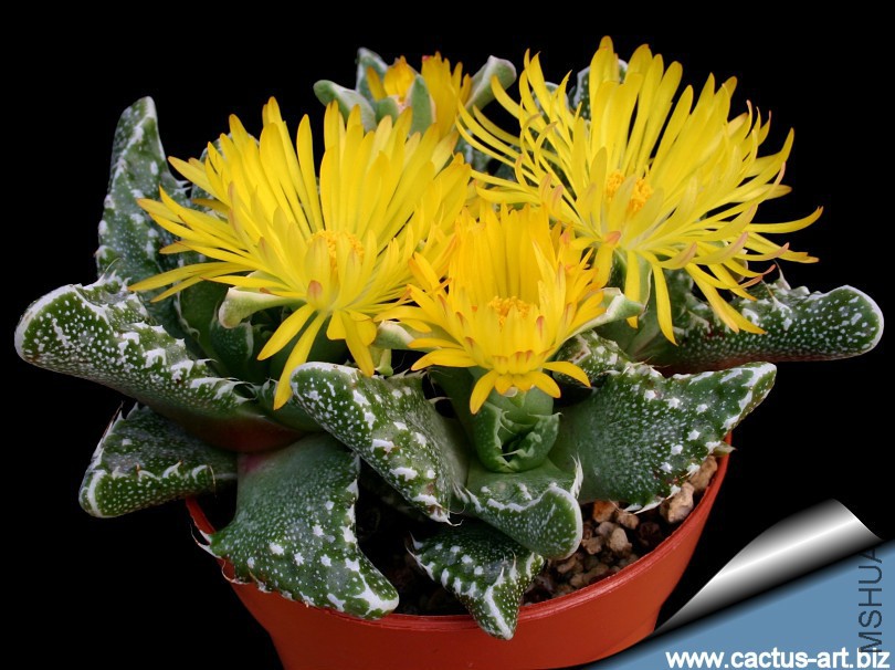 Faucaria_tuberculosa_810.jpg