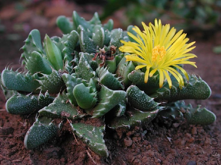 Faucaria-tigrina-2.jpg