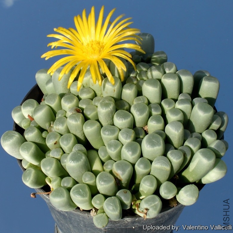Fenestraria_aurantiaca_10671_l.jpg
