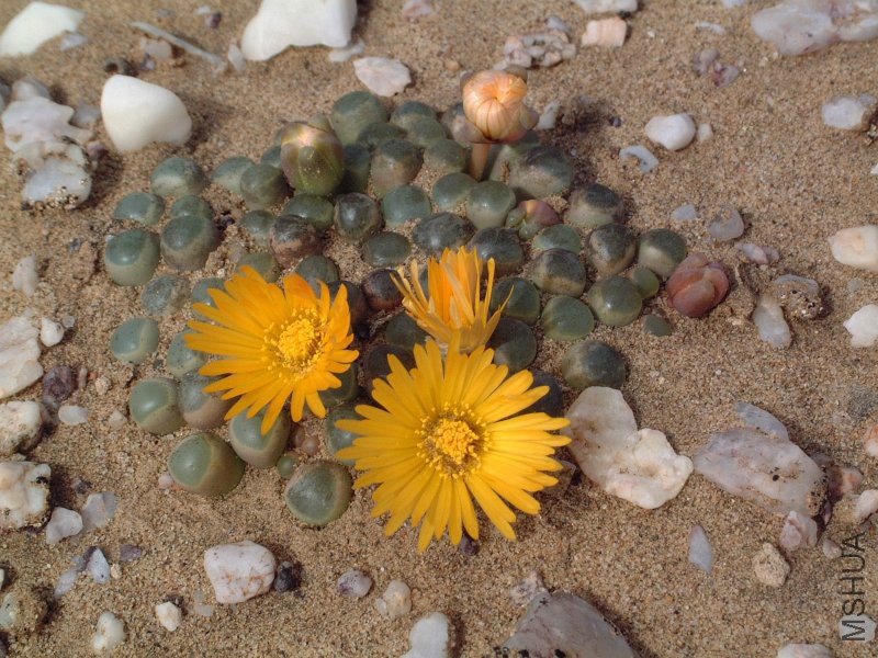 Fenestraria_rhopalophylla_ssp__aurantiaca_2.jpg