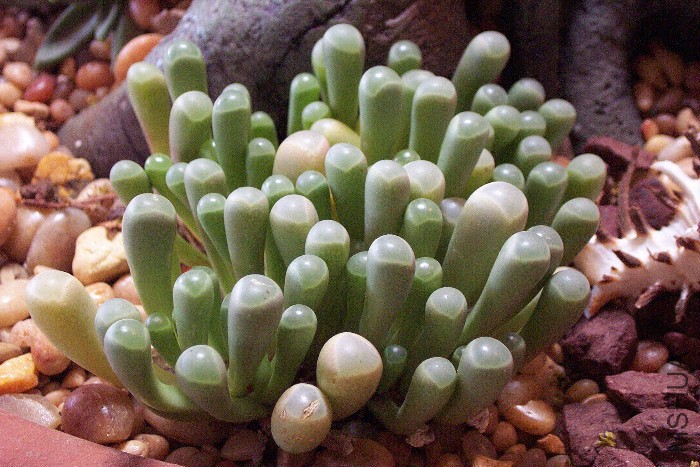 Fenestraria02.jpg