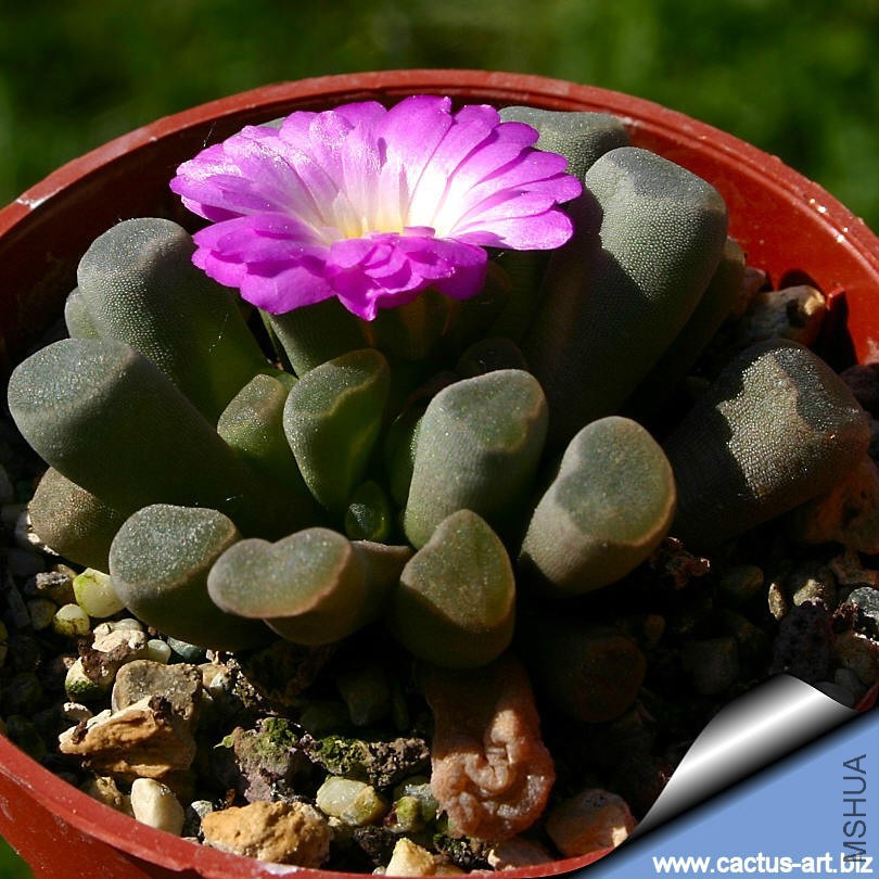 Frithia_pulchra_01_810.jpg