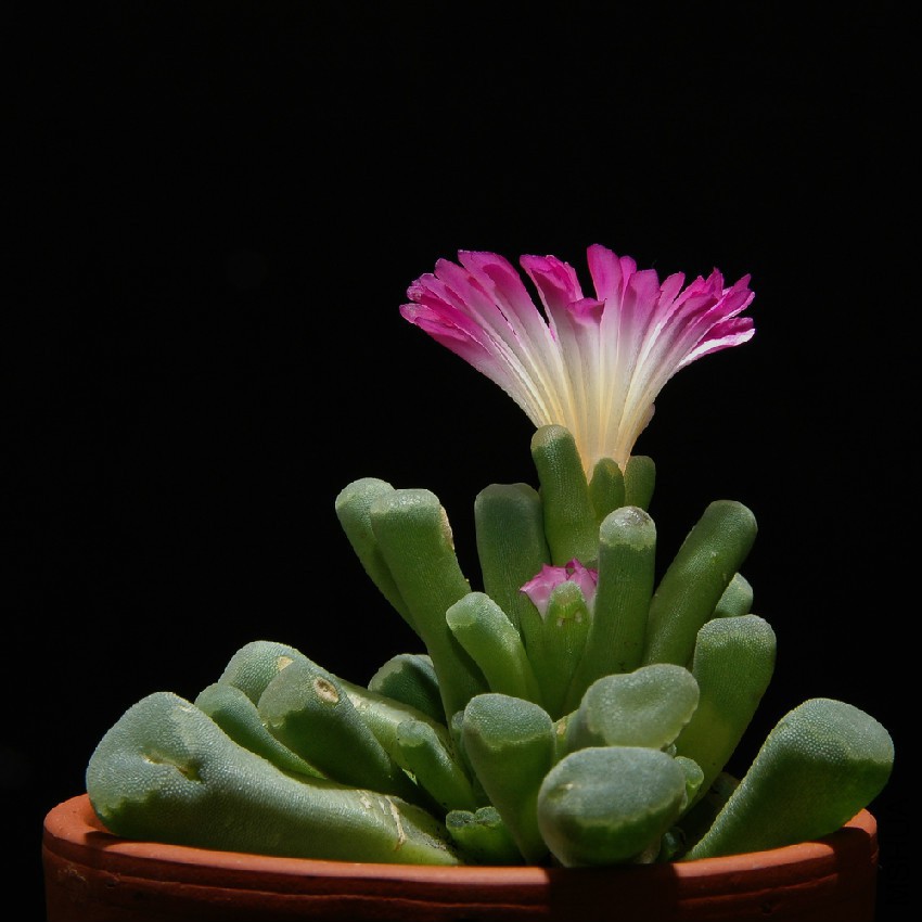 Frithia_pulchra_1002.jpg
