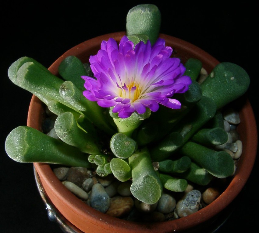 Frithia_pulchra10.jpg