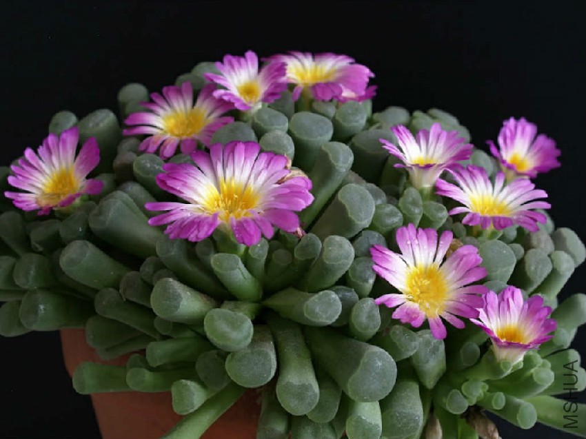 Frithia-pulchra.jpg