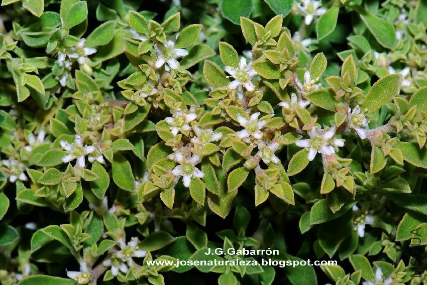 Galenia secunda, Junto a rio Guadalhorce,24_4_11 008.jpg