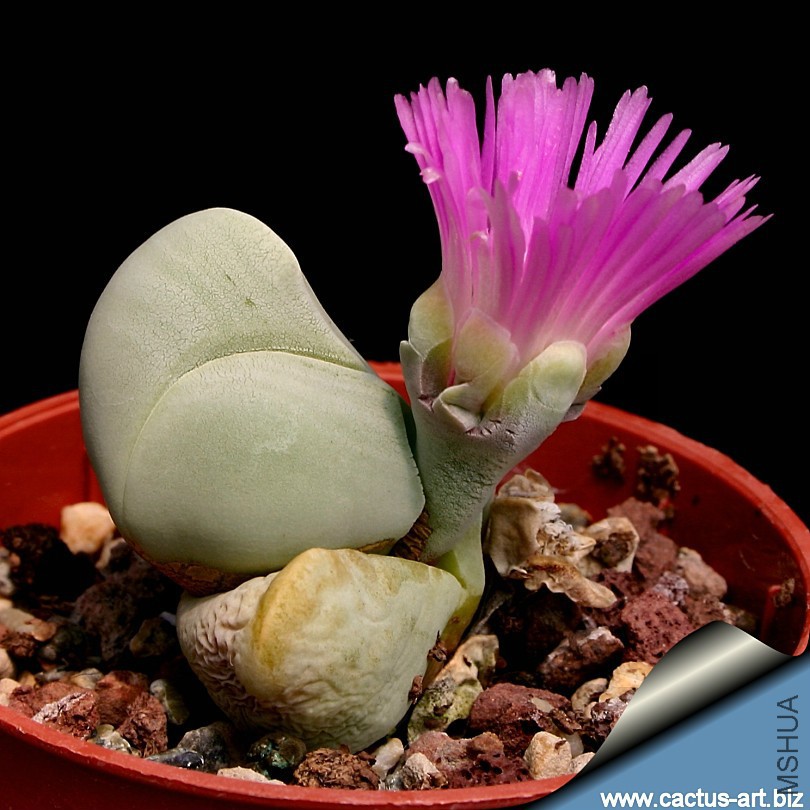 Gibbaeum_album_810.jpg