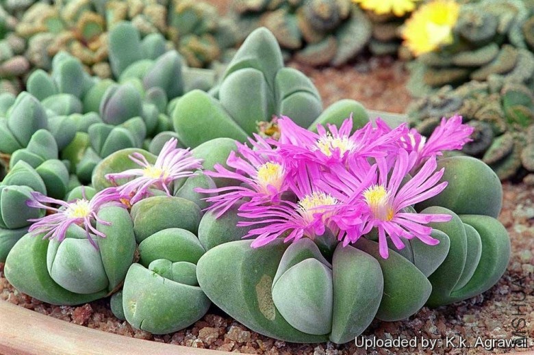 Gibbaeum_dispar_19810_l.jpg