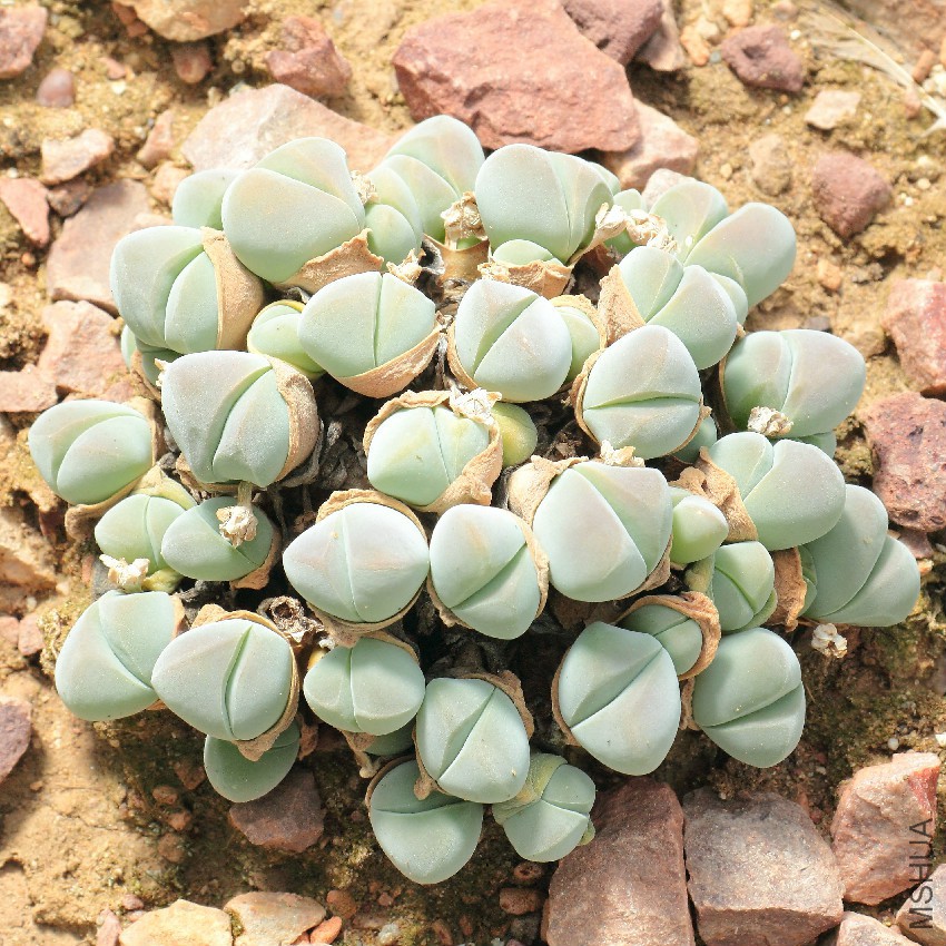Gibbaeum_dispar-IMG_6675.jpg