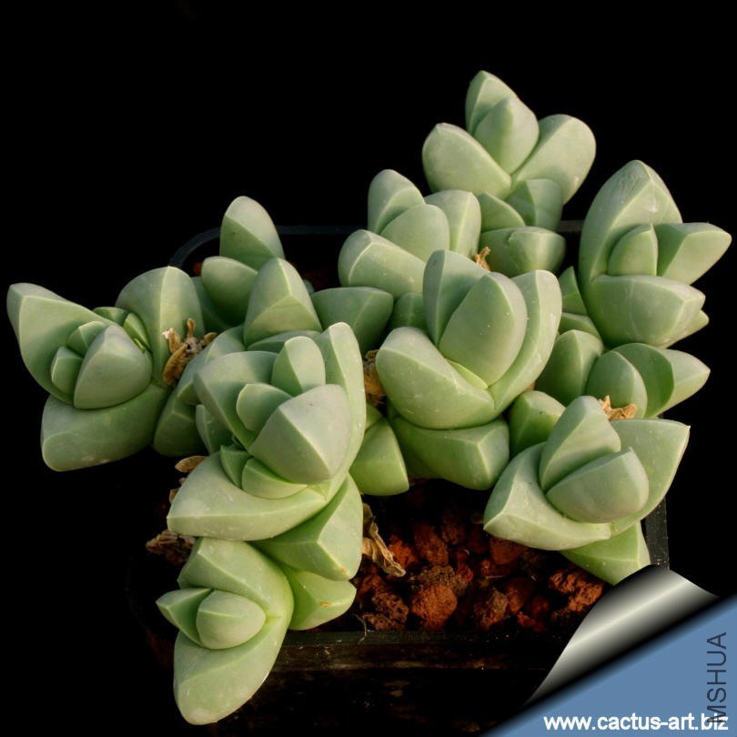 Gibbaeum_petrense_810.jpg