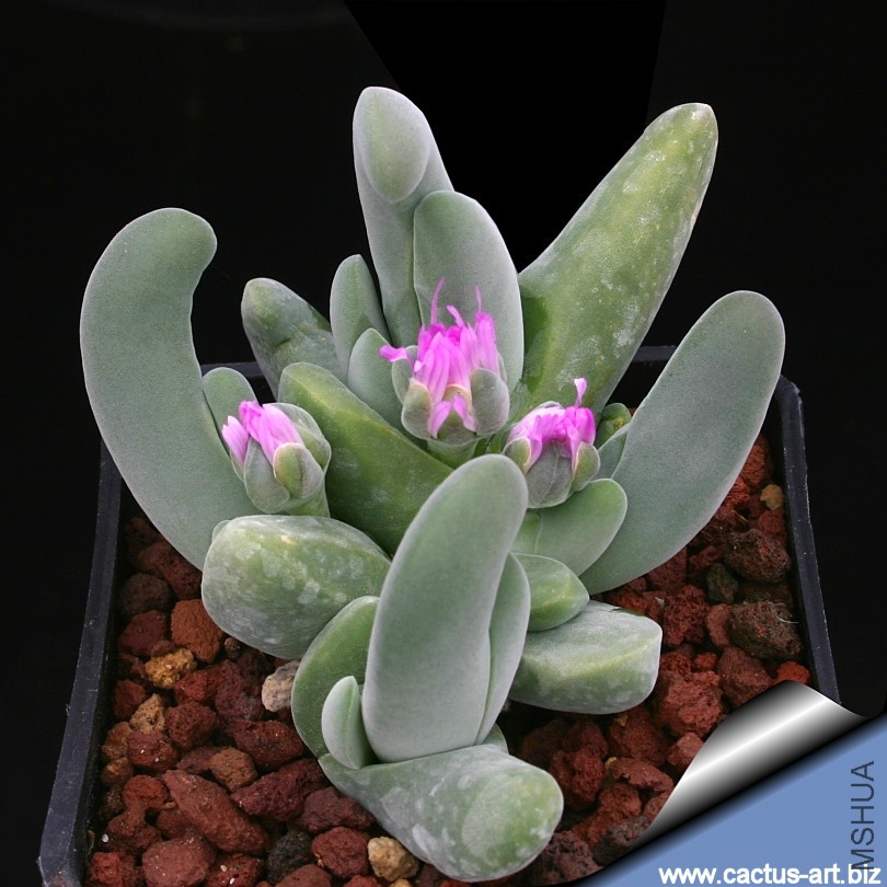 Gibbaeum_schwantesii_fisantefontein_810.jpg