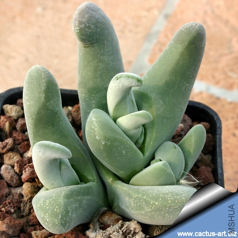 Gibbaeum_schwantesii_lf_810.jpg
