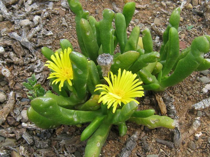 Glottiphyllum sp06-01-08.jpg