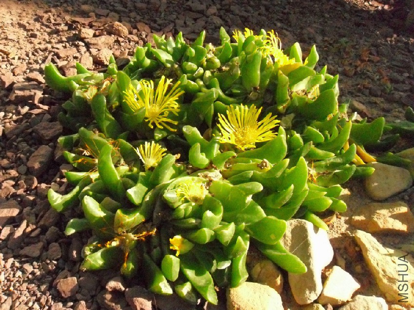 Glottiphyllum_depressum.jpg