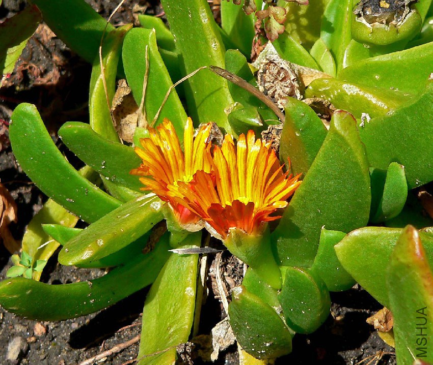 Glottiphyllum_linguiforme_3.jpg