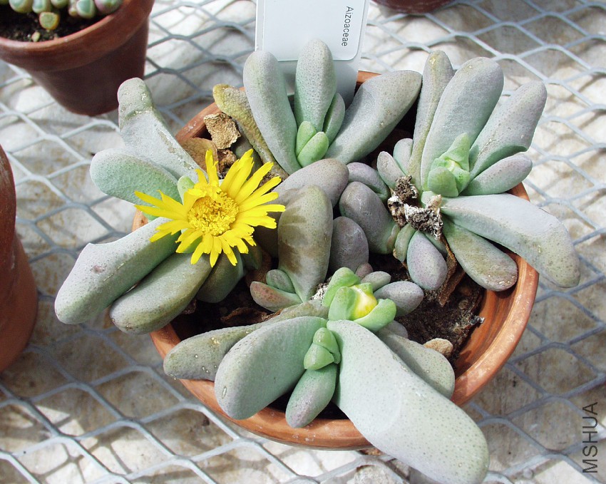 Glottiphyllum_oligocarpum02.jpg