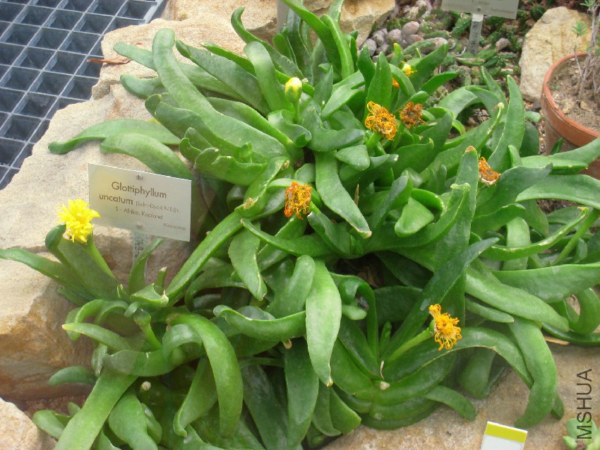 Glottiphyllum_uncatum_-_Berlin_Botanical_Garden_-_IMG_8770.jpg