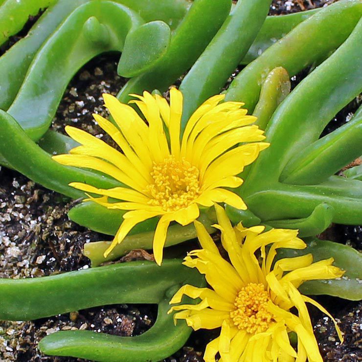 glottiphyllum-depressum__13440_1406313637_740_740.jpg