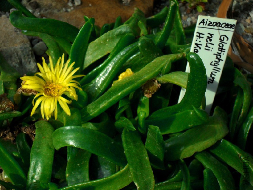 SDC11420_-_Glottiphyllum_nelii.jpg