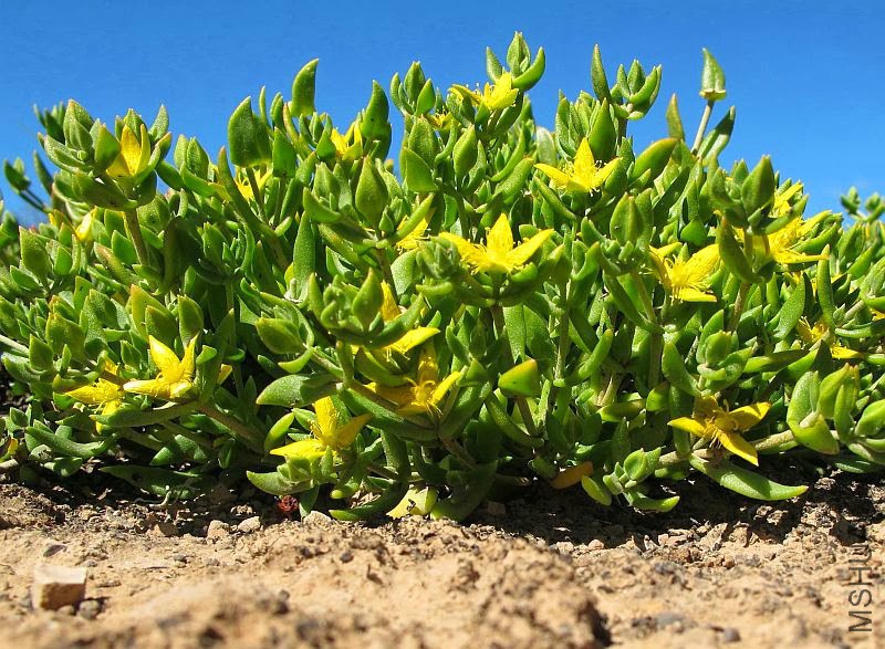 Gunniopsis calcarea  002.jpg