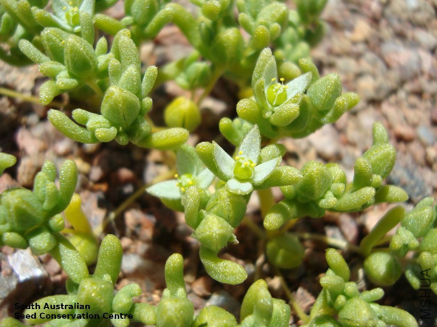 Gunniopsis aff_ septifraga TST1063 along track to spring NE of Peake HS2.jpg