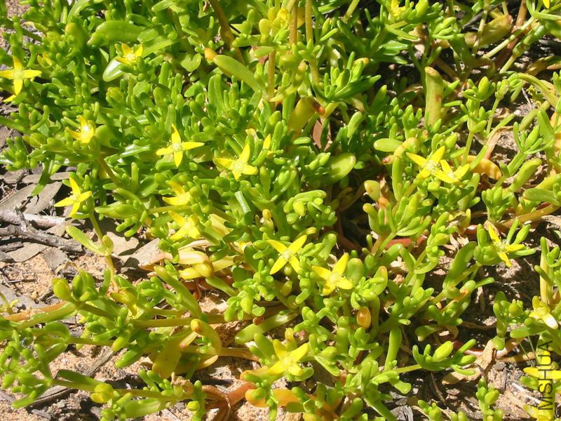 Gunniopsis intermedia_ (Medium)-L.jpg