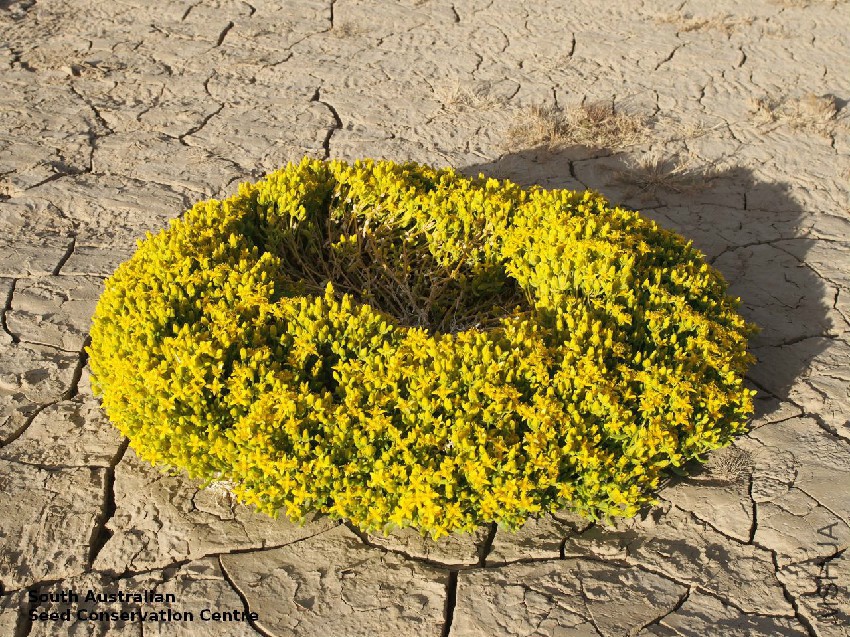 Gunniopsis papillata plant Witjira NP_JPG 4.jpg