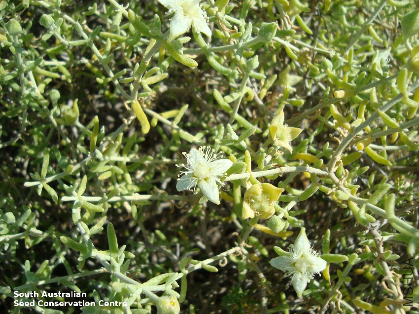 Gunniopsis quadrifida plant Murnpeowie.jpg