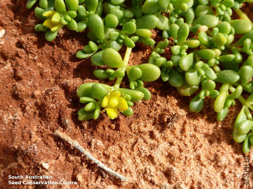 Gunniopsis septifraga JRG123 flower.jpg
