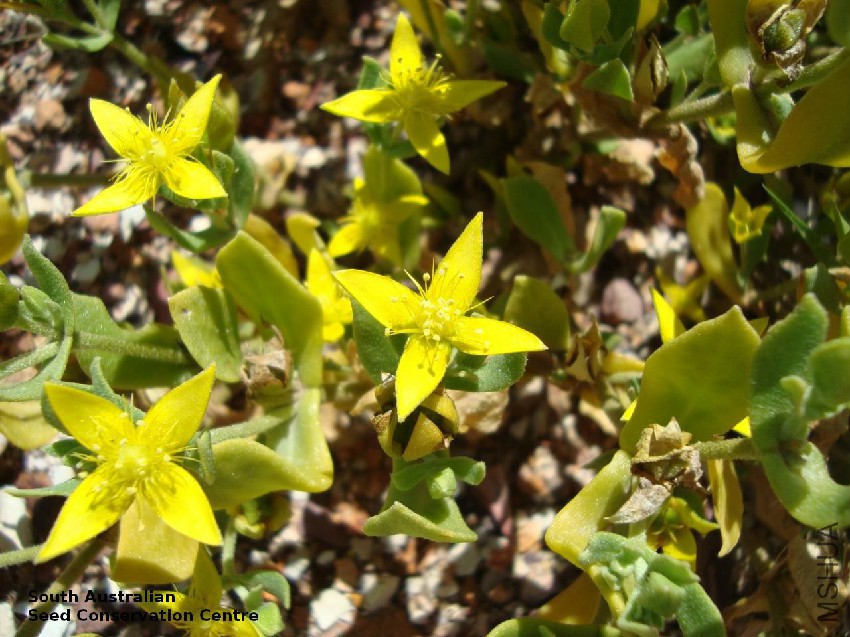 Gunniopsis zygophylloides flowers Arckaringa Hills.jpg