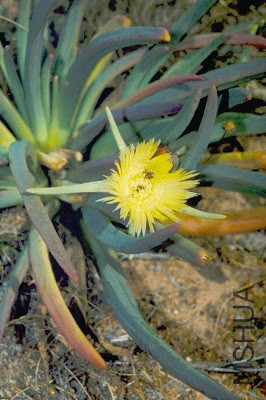 14153 Herrea elongata.JPG