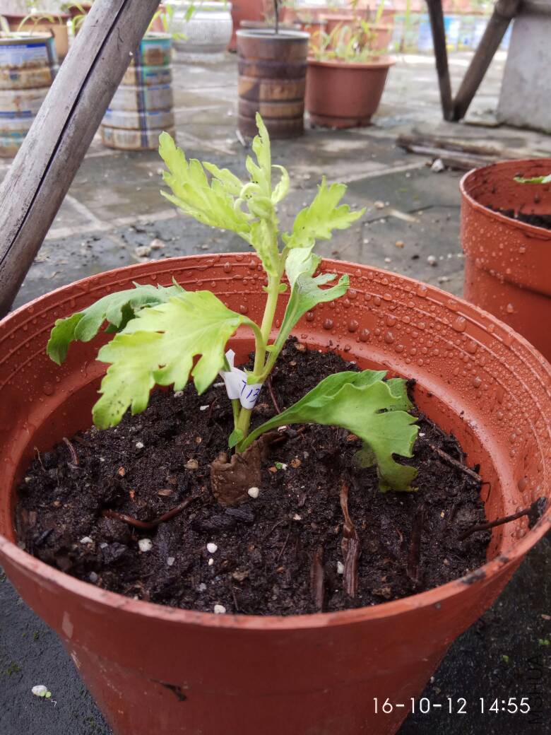 160442jvkxomoz3gmo9vwk.jpg