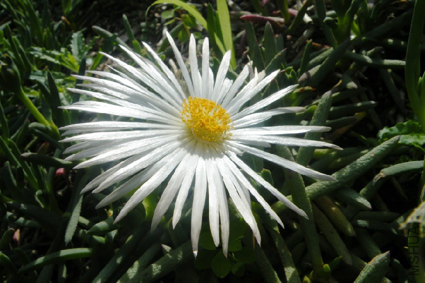 Jordaaniella_anemoniflora_-_Anemone_vygie_-_Cape_Town_5.jpg