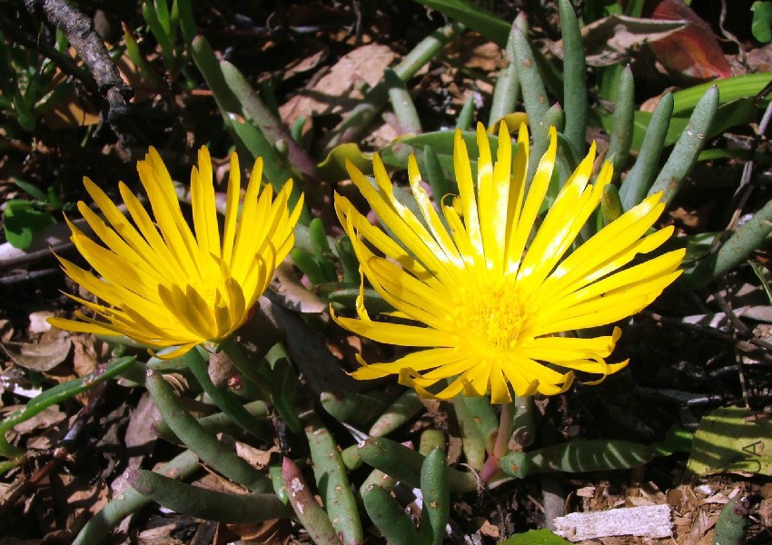 Jordaaniella_dubia_-_succulent_groundcover_-_South_Africa.jpg