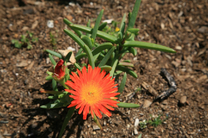 Flower-Lampranthus-Aureus_01_1.jpg