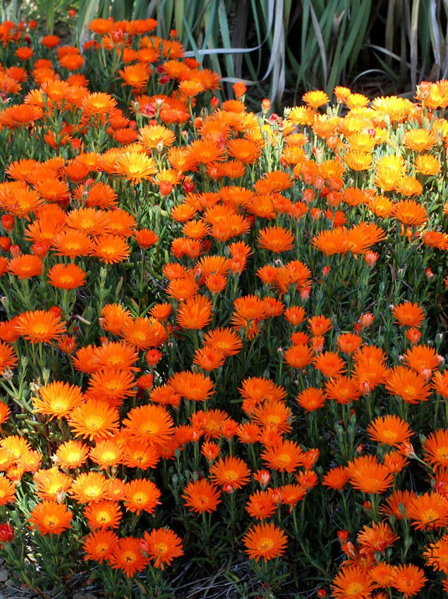 lampranthus_aureaus_orange_form_01.jpg