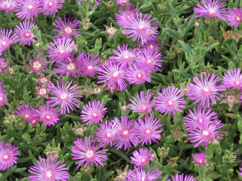 Lampranthus_inconspicuus.jpg