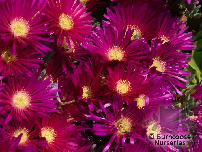 lampranthus_purple_2458a.jpg