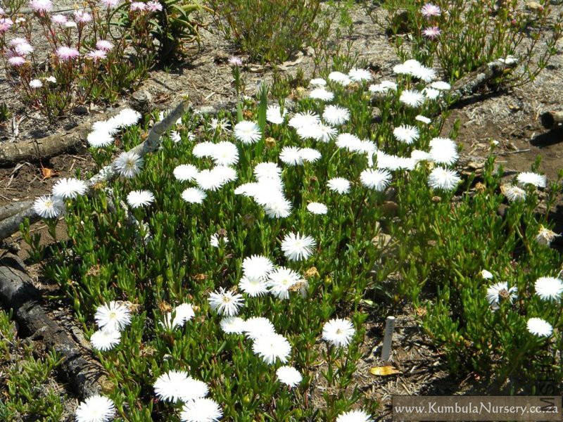 lampranthus_species_white.jpg