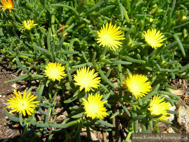 lampranthus_species_yellow_2.jpg